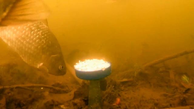 КАРАСЬ любит ГЕРКУЛЕС овсяные хлопья!!! Подводная съемка смотреть онлайн