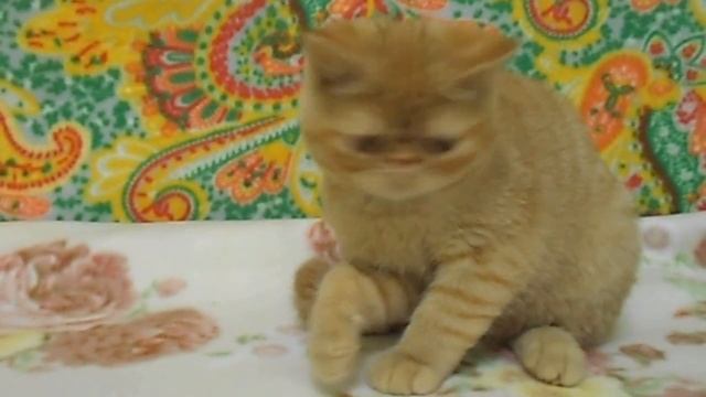 Экзотический апельсиновый Мусс