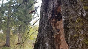 Гнездо шершней в лесу