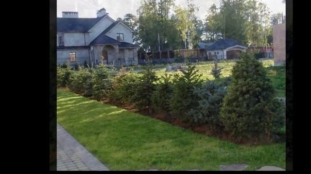 Живой забор из елей. смотреть онлайн