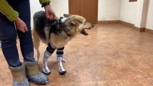 Собака без лап ПЕРВЫЙ РАЗ ХОДИТ С ПРОТЕЗАМИ!