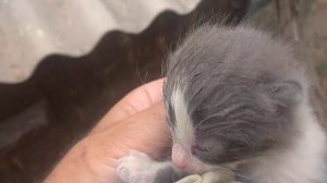 Глазик есть! Ура! Но с глазами проблема, гноятся и отекли.