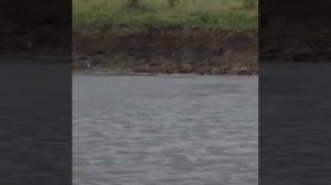 Крокодил напал на гепарда