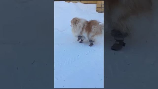 Боня и сапожки. #шпиц#боня#зимахолода