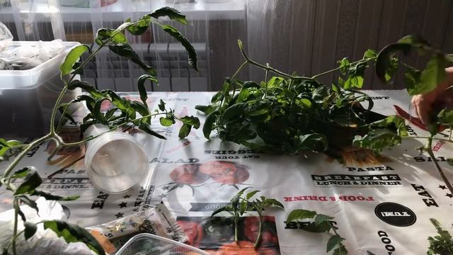 Выращивание помидор из пасынков смотреть онлайн