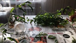 Выращивание помидор из пасынков