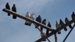 29.03.19. часть 1. Серпастые голуби. В гостях у братьев Абросимовых, г. Самара.