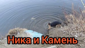 Собака Ника и Камень.