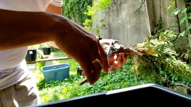 JUNIPER AIR LAYERING 50/50 CHANCE смотреть онлайн