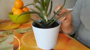 Алое. Полезные и лечебные свойства.