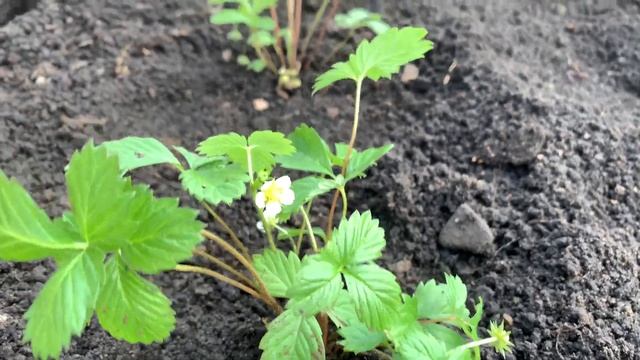 Высаживаю рассаду земляники/ Мои хлопоты/ Влог смотреть онлайн