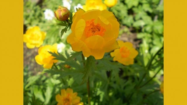 Цветущие травы. 05 - Купальница смотреть онлайн