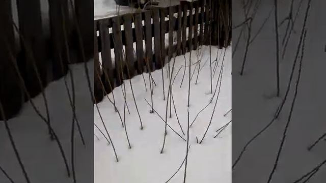 Сколько черенка ивы нужно преобретать начинающему лозоплетельщику для закладки своей плантации смотреть онлайн