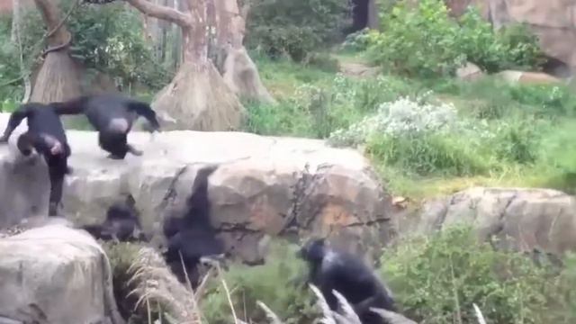 Енот летает смотреть онлайн