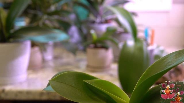 Phalaenopsis Orchid Leaves - How to Know if Your Leaves are the Perfect Shade of Green смотреть онлайн