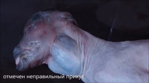 эндемический зоб у козленка