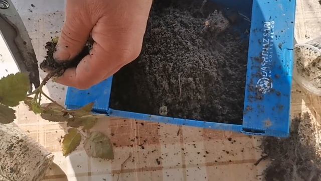 Размножение ежевики! Самый простой метод, размножения ежевики!