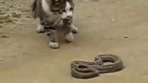 Смелый кот нападает на змею