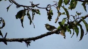 Зеленая пеночка - Phylloscopus trochiloides.mp4