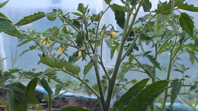 НЕ ОБРЫВАЙТЕ ВЕРХНИЙ ПАСЫНОК У ТОМАТОВ , ИНАЧЕ ОСТАНЕТЕСЬ БЕЗ УРОЖАЯ СУПЕР СПОСОБ смотреть онлайн