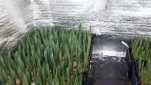 Выгонка тюльпанов. Четыре недели до 8 марта. Как прискорить выгонку если опаздываете. Часть 7.