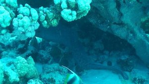 Мурена плавает быстро . Египет. Красное море. ХУРГДА
