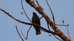 Ptice Hrvatske - Kos, mužjak (Turdus merula) (Birds of Croatia - Blackbird, male) (7/9)