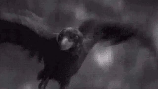 Футаж-Чёрный Ворон смотреть онлайн