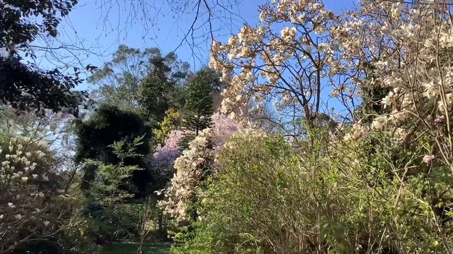 Gorwell Garden walk April 2021 part two смотреть онлайн