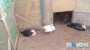 Содержание индоутки, ответ на вопрос☝️