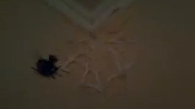 Обзор на изделия из бумаги к хелоуину смотреть онлайн