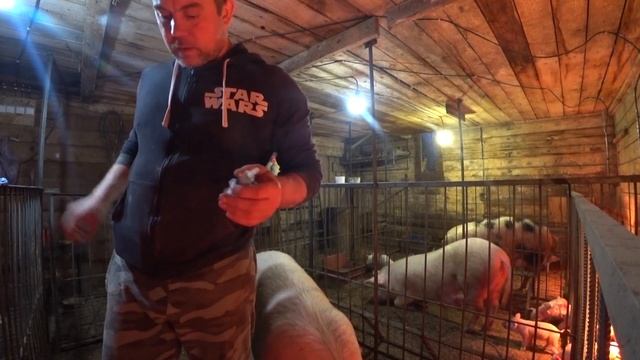ВИТАМИНЫ ПОРОСЯТАМ