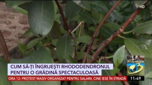 Cum se îngrijeşte corect rododendronul