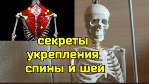 Как слабость нижней трапеции "душит" шею и мешает кровоснабжению мозга. Упражнения для укрепления