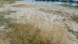 ✓ПЛЯЖНЫЙ КОП, ЗОЛОТО В СТУДИО