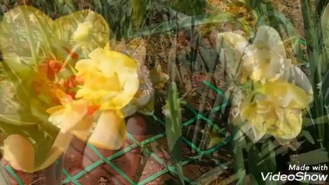 Цвет настроения жёлтый с белым)./Дачные зарисовки.//Весенние цветы на даче в мае./ Цветёт форзиция! смотреть онлайн