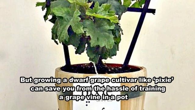 How To Grow, Planting, And Care Grapes in Containers | Growing Grapes At Home | Gardening Tips смотреть онлайн