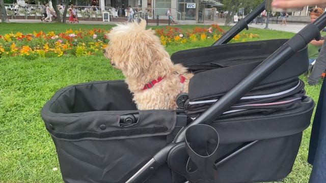 IBIYAYA Retro Luxe Pet Stroller смотреть онлайн