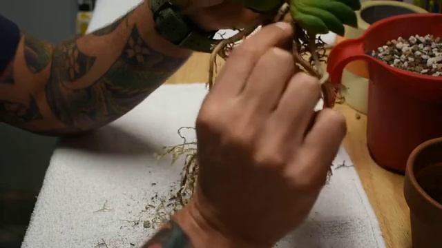 Haworthia Truncata - Root Propagation and repoting смотреть онлайн