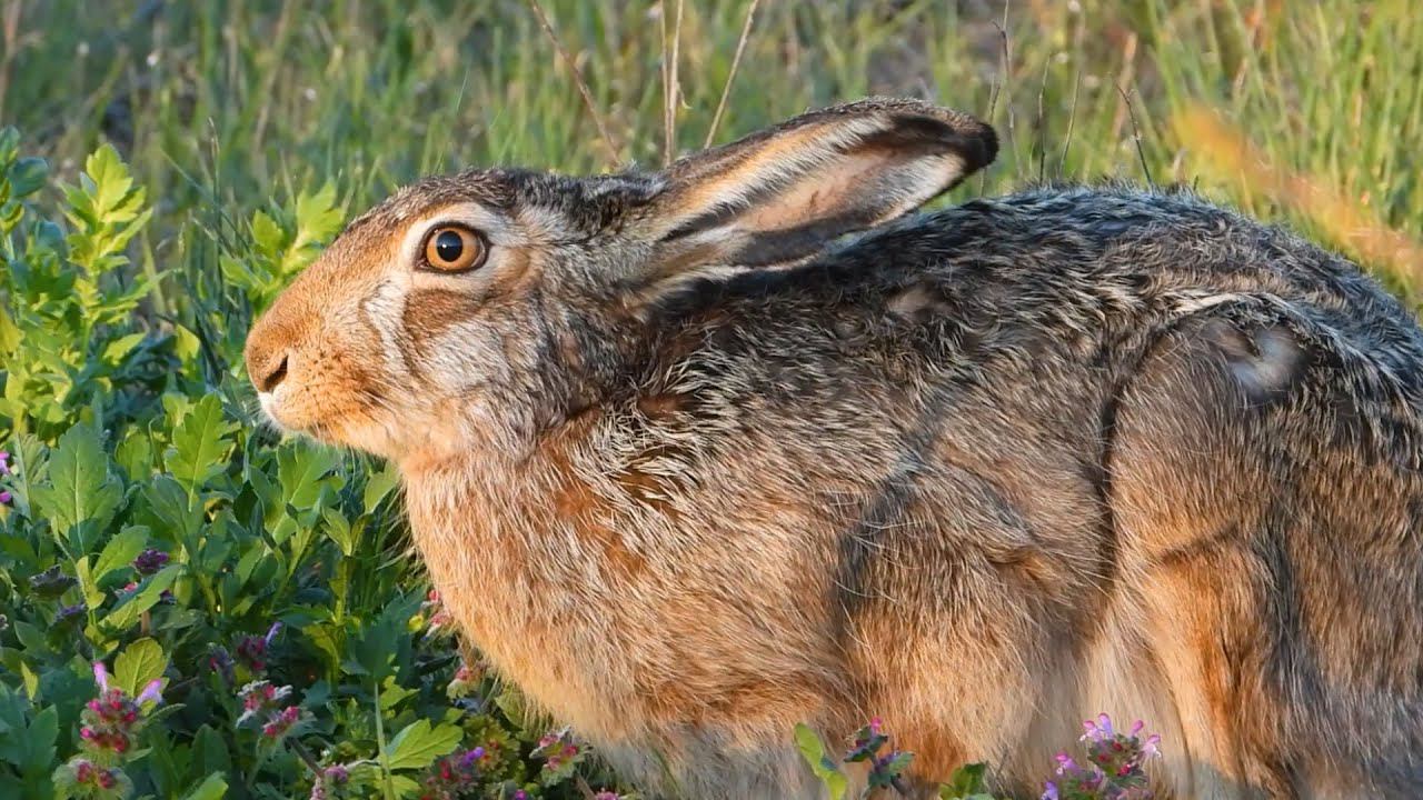 Заяц крупным планом на закате / Hare close-up at sunset смотреть онлайн