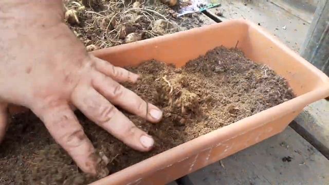 Как сохранить клубни вегетативных георгин.