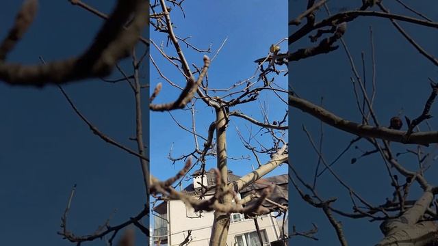 Обрезаем яблоню. Нюанс по кольчаткам. смотреть онлайн