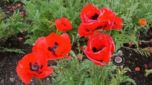 Мак восточный   яркий акцент в вашем саду