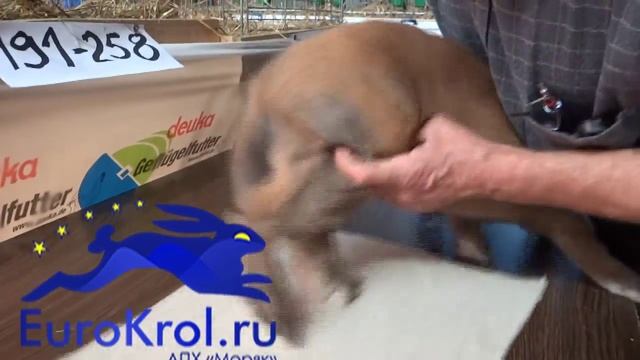 Кролик Французский баран. Особенности тюрингенского окраса