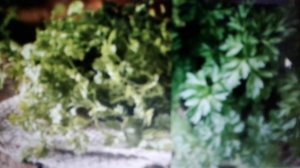 Кервель: полезные свойства и применение.