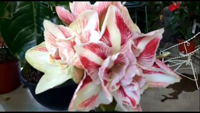 Amaryllis Brigth Nymph смотреть онлайн