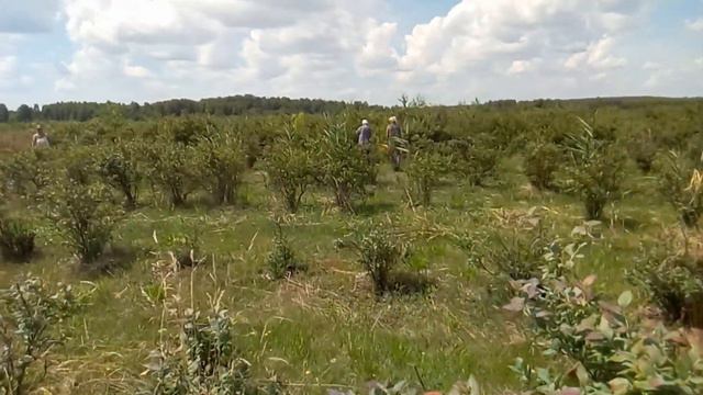Заготовка черенков голубики для зеленого черенкования. Плантация голубики двадцатилетняя