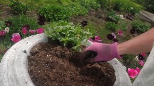 THE WAVE PETUNIA/Planting a stone garden urn