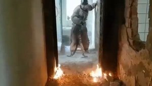 Вигор папа щенков. Работа.