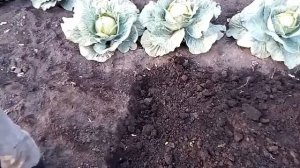 Как я делаю грядку под зимний чеснок лопатой и граблями